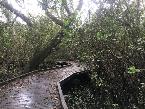 Carole Green Walkway - John Oxley Reserve - Accommodation Perth 0