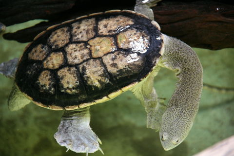 Discover Deadly - Accommodation Perth 1