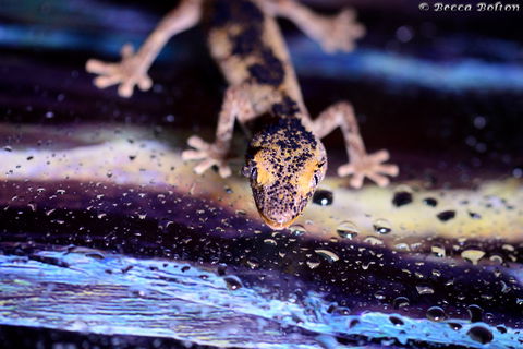 Discover Deadly - Accommodation Perth 2