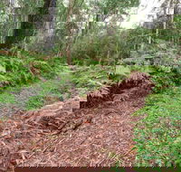 Forest Walking Track Gibraltar Range National Park - Accommodation Perth