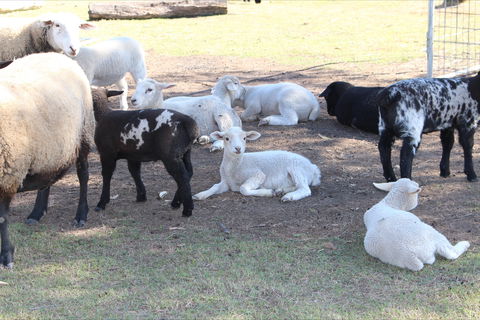 Haigslea EWE Nique Hobby Farm - Accommodation Perth 1