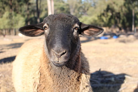 Haigslea EWE Nique Hobby Farm - Accommodation Perth 2