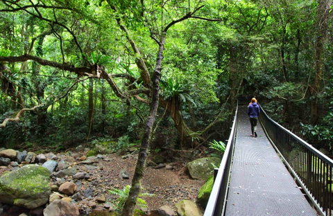 Rainforest Loop Walk, Budderoo National Park - Accommodation Perth 0