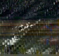 Seaham Swamp Nature Reserve - Accommodation Perth