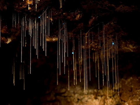 Tamborine Mountain Glow Worm Tours - Accommodation Perth 0