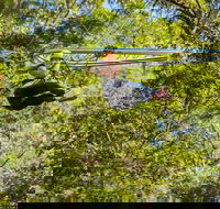 TreeTop Crazy Rider - Accommodation Perth