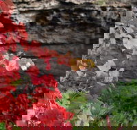 Umpherston Possum Tours - Accommodation Perth