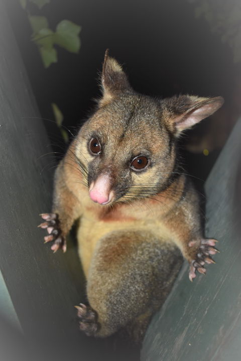 Umpherston Possum Tours - Accommodation Perth 1