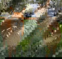 Visit an alpaca farm and get up and personal with these gentle and unique animals - Accommodation Perth