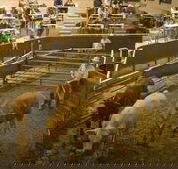 Wagga Wagga Livestock Marketing Centre - Perth Resorts