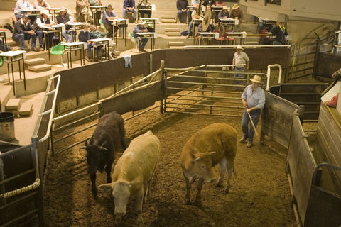 Wagga Wagga Livestock Marketing Centre - Perth Resorts 0