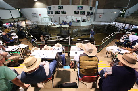 Wagga Wagga Livestock Marketing Centre - Perth Resorts 2