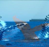 Whale Watching on Keswick Island - Accommodation Perth