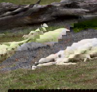 Yarra Valley Nocturnal Zoo - Accommodation Perth