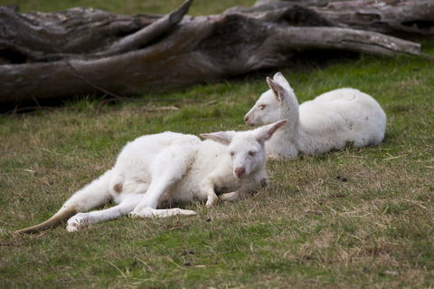 Yarra Valley Nocturnal Zoo - Accommodation Perth 0
