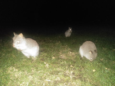 Yarra Valley Nocturnal Zoo - Accommodation Perth 2
