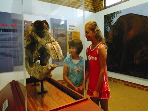 Australian Museum Diprotodon Exhibition: Closed For Building Repair July August - Accommodation Perth 0