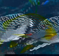 Beaver Reef Dive Site - Perth Resorts