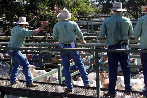 Blackall Saleyards - Accommodation Perth 2