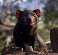 Bonorong Wildlife Sanctuary - Accommodation Perth