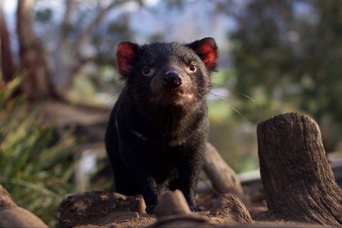 Bonorong Wildlife Sanctuary - Accommodation Perth 0