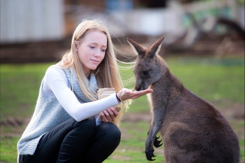 Bonorong Wildlife Sanctuary - Accommodation Perth 1