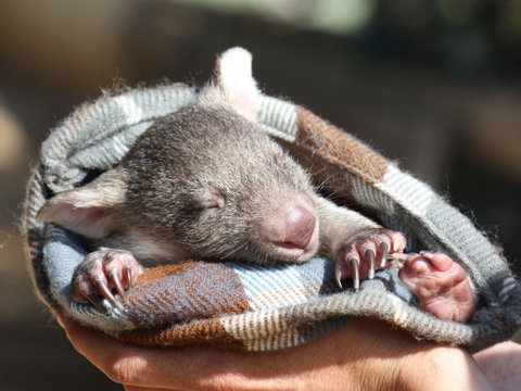 Bonorong Wildlife Sanctuary - Accommodation Perth 2