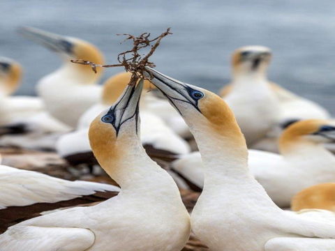Gannets In Portland - Accommodation Perth 0