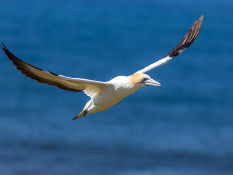 Gannets In Portland - Accommodation Perth 1
