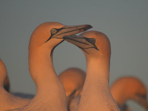 Gannets In Portland - Accommodation Perth 2