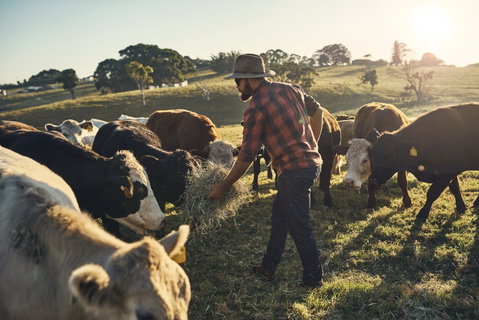 Hinterland Full Day Self Drive Tour - Accommodation Perth 0