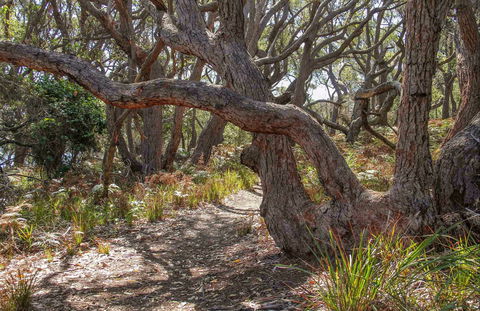 Middle Lagoon Walking Track - Accommodation Perth 0
