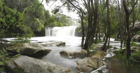 Nellies Glen Carrington Falls - Accommodation Perth 0