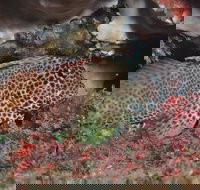 Nine Mile Reef Dive Site - Perth Resorts