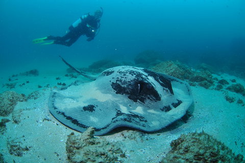 Nine Mile Reef Dive Site - Perth Resorts 1