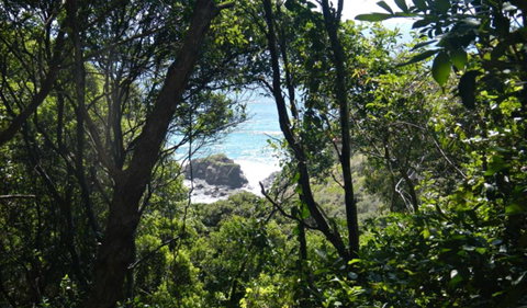 Rainforest Walking Track, Hat Head National Park - Accommodation Perth 0