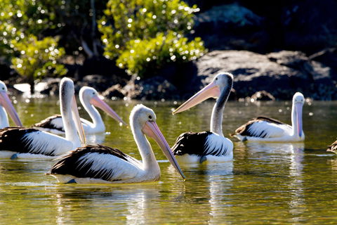 Snorkel Hat Head Creek - Accommodation Perth 2