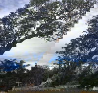 Bilston's Tree - Accommodation Perth