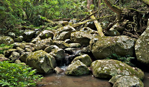 Booyong Walking Track - Accommodation Perth 0