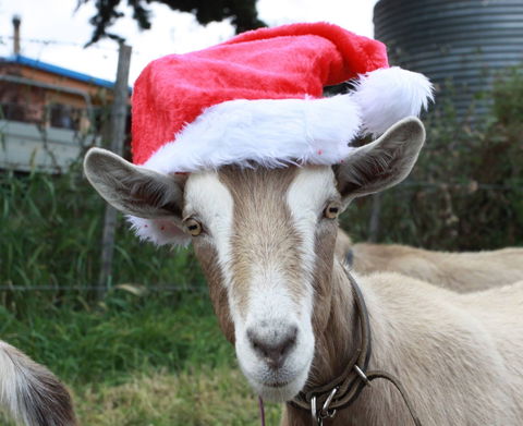 Bream Creek Farmers Market - Accommodation Perth 0