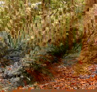 Burrawang Walking Track - Accommodation Perth