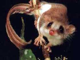 Carrowong Fauna Sanctuary - Perth Resorts 0