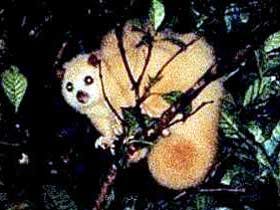 Carrowong Fauna Sanctuary - Perth Resorts 1