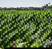 Christmas Tree Farm - Accommodation Perth