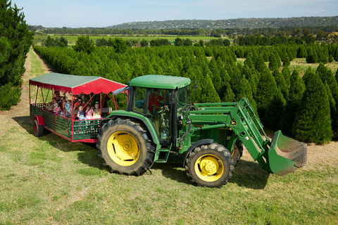 Christmas Tree Farm - Accommodation Perth 1