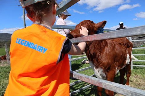 Farm Visit  Dungog - Accommodation Perth 0