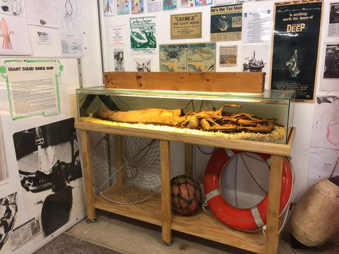 George The Giant Squid Display, Wallaroo - Accommodation Perth 0