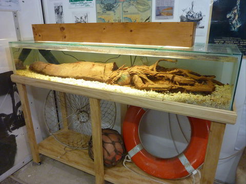 George The Giant Squid Display, Wallaroo - Accommodation Perth 1