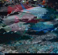 Hiros Cave and The Tubes - Accommodation Perth