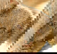 Koala Reserve - Accommodation Perth